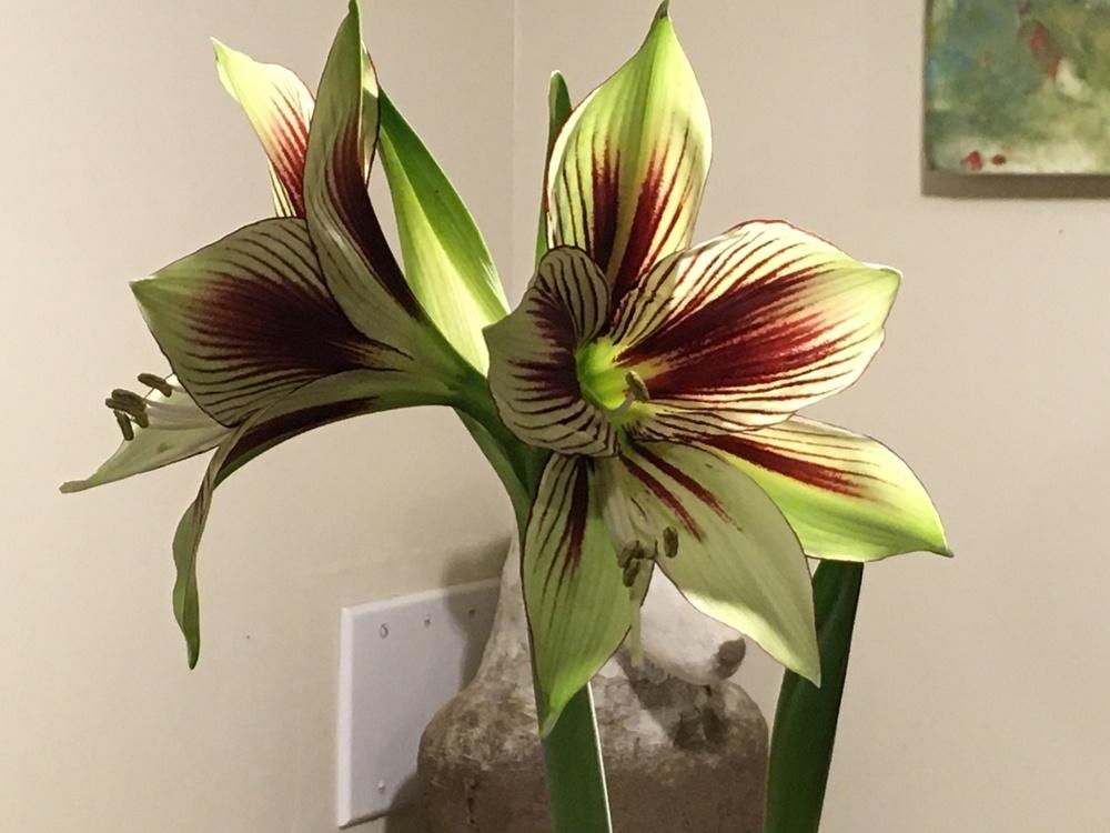 Photo of Butterfly Amaryllis (Hippeastrum papilio) uploaded by lilpod13