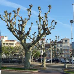 Location: Cannes
Date: 2019-04-20
Weird growth