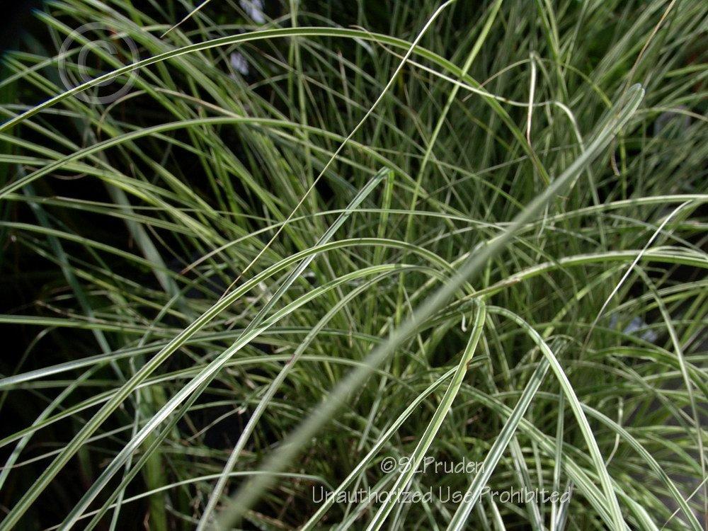Photo of Maiden Grass (Miscanthus sinensis 'Morning Light') uploaded by DaylilySLP