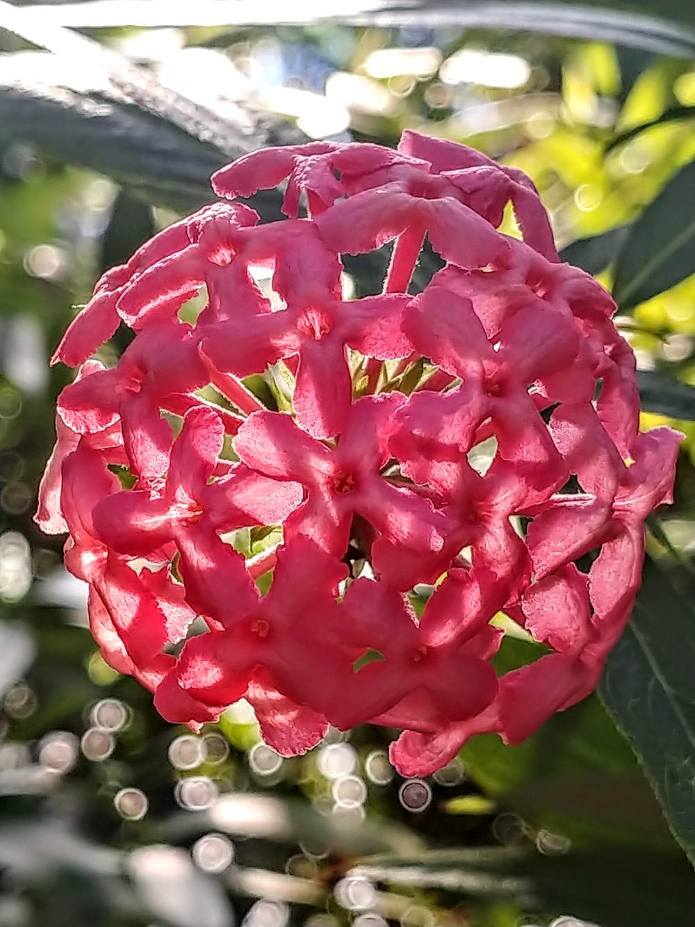 Photo of Panama Rose (Rondeletia leucophylla) uploaded by Revhort