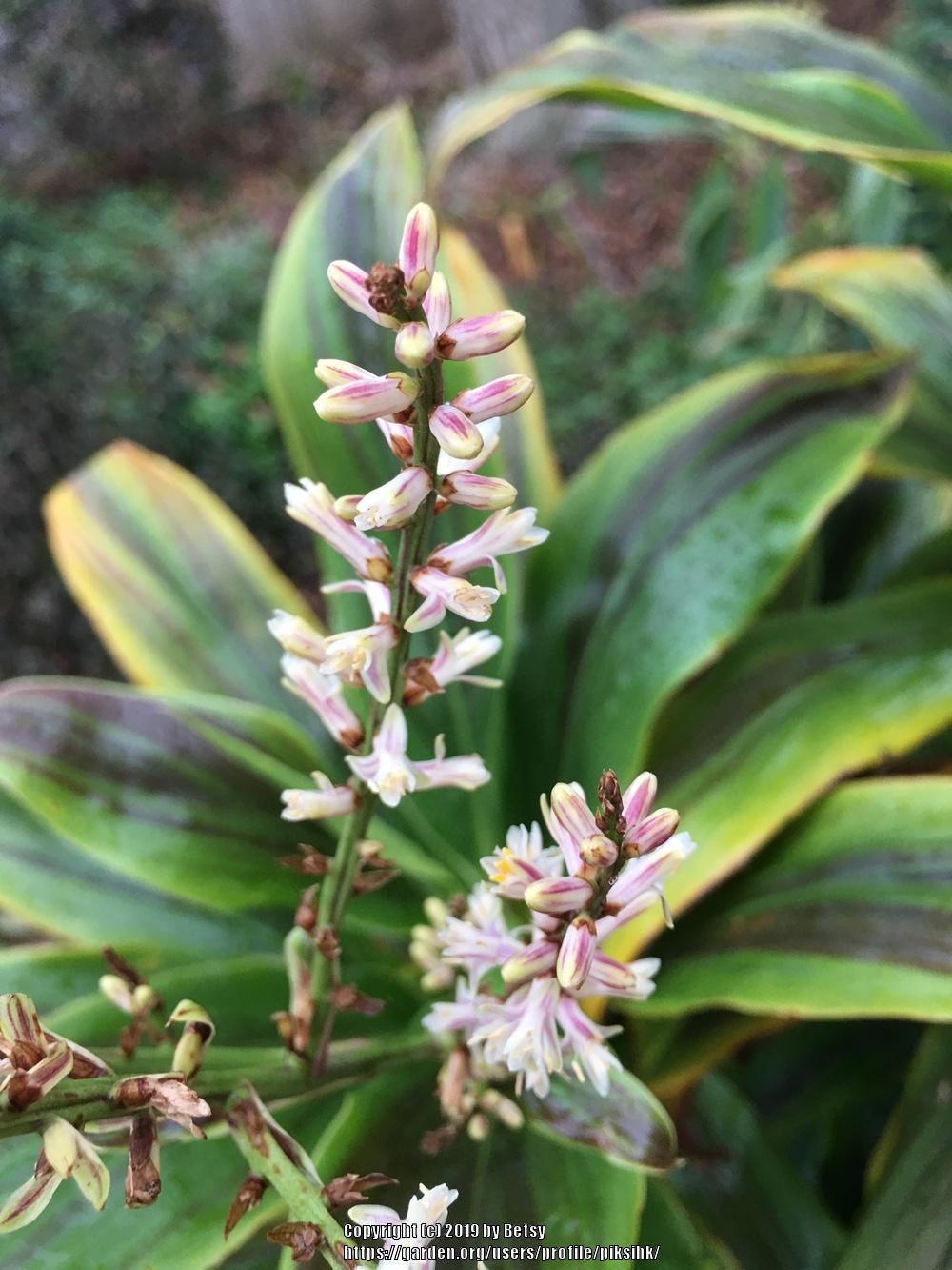 Photo of Ti Plant (Cordyline fruticosa) uploaded by piksihk