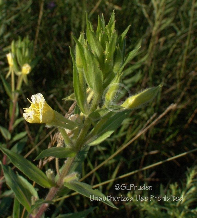Photo of Common Evening Primrose (Oenothera biennis) uploaded by DaylilySLP