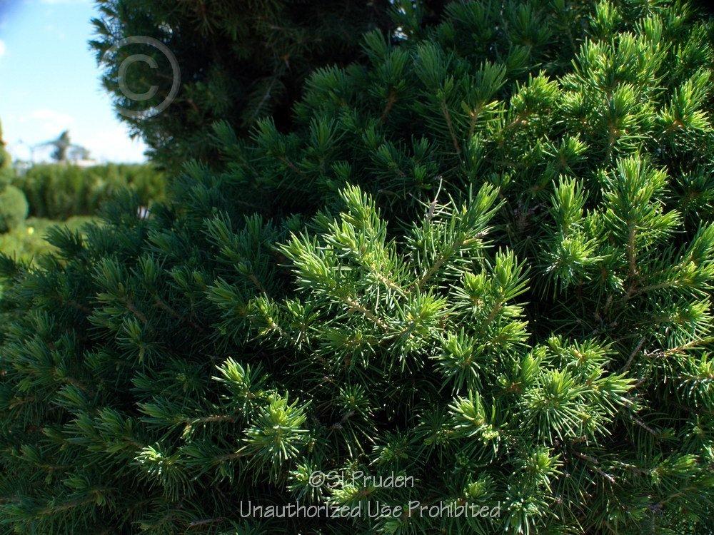 Photo of White Spruce (Picea glauca) uploaded by DaylilySLP