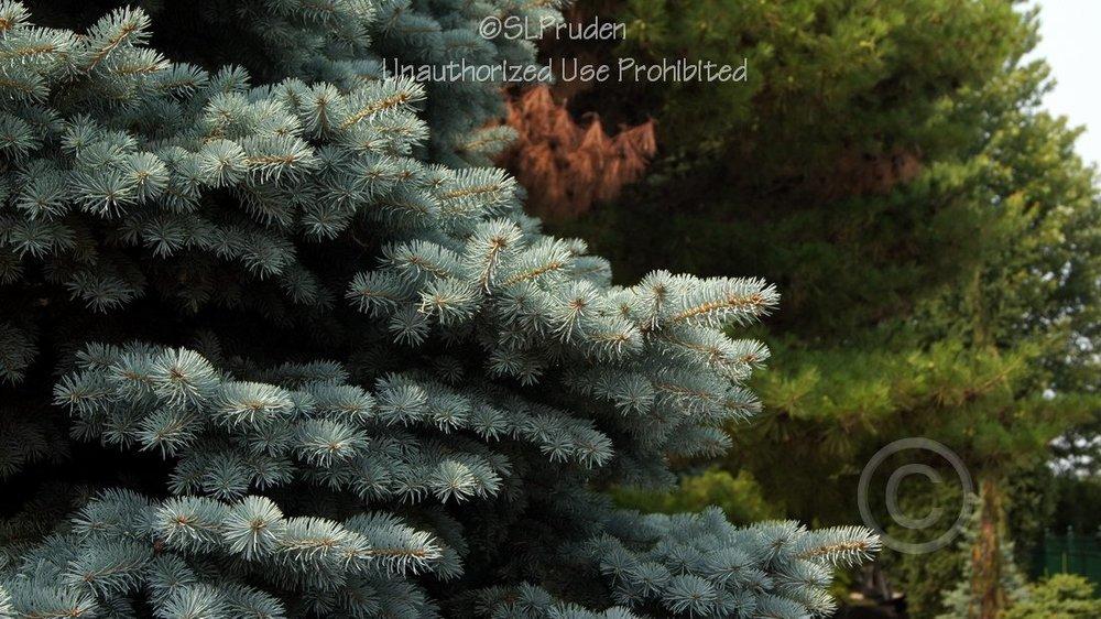 Photo of Colorado Blue Spruce (Picea pungens) uploaded by DaylilySLP