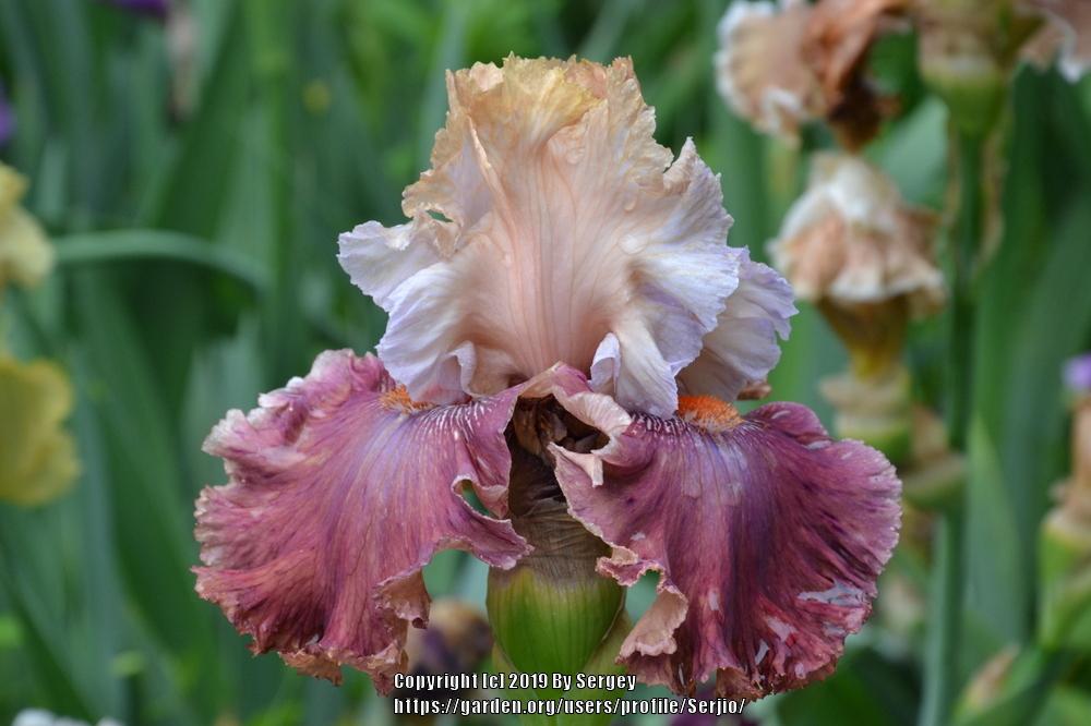 Photo of Tall Bearded Iris (Iris 'Champagne and Strawberries') uploaded by Serjio