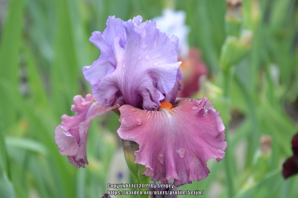 Photo of Tall Bearded Iris (Iris 'Chasing Destiny') uploaded by Serjio