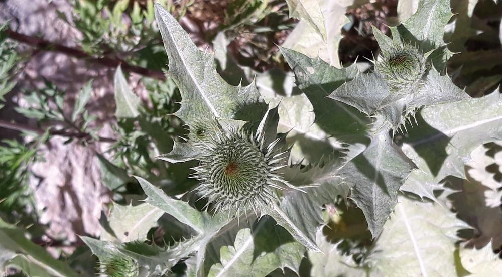 Photo of Scotch Thistle (Onopordum acanthium) uploaded by skopjecollection