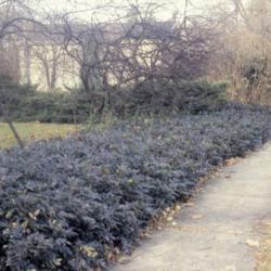 Location: Glen Ellyn, Illinois
Date: winter in the 1980's
long row of full-grown plants