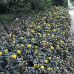 Location: Glen Ellyn, Illinois
Date: early spring in the 1980's
row of plants in bloom