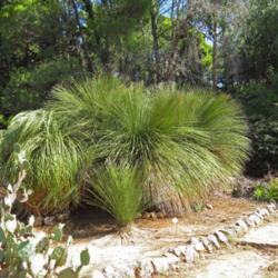 Location: Lokrum Botanical Garden - Dubrovnik - Croatia
Date: 2019-09-10