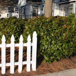 Location: Rehoboth Beach, Delaware
Date: 2011-12-31
shrubs maintained well to be dense