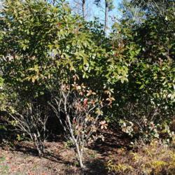 Location: Rehoboth Beach, Delaware
Date: 2012-01-02
upright shrubs in a backyard