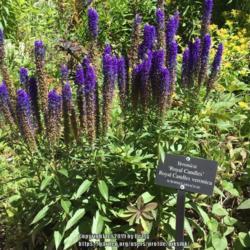 Location: Betty Ford alpine garden
Date: 2019-08-26