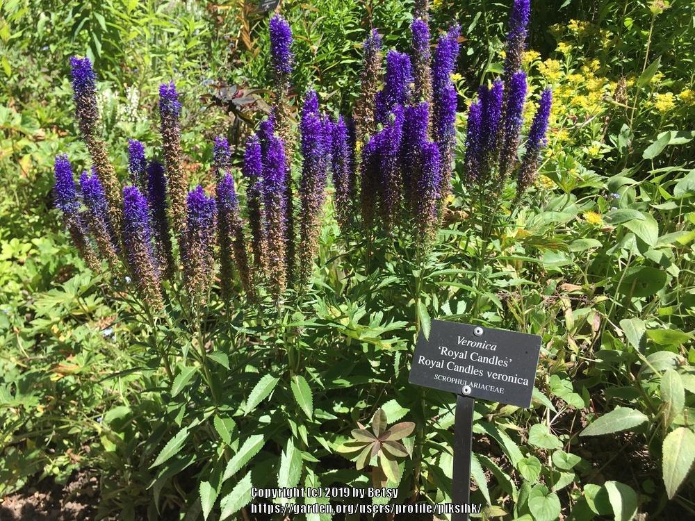 Photo of Spike Speedwell (Veronica spicata Royal Candles) uploaded by piksihk