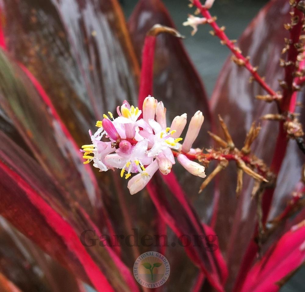 Photo of Ti Plant (Cordyline fruticosa 'Red Sister') uploaded by BlueOddish