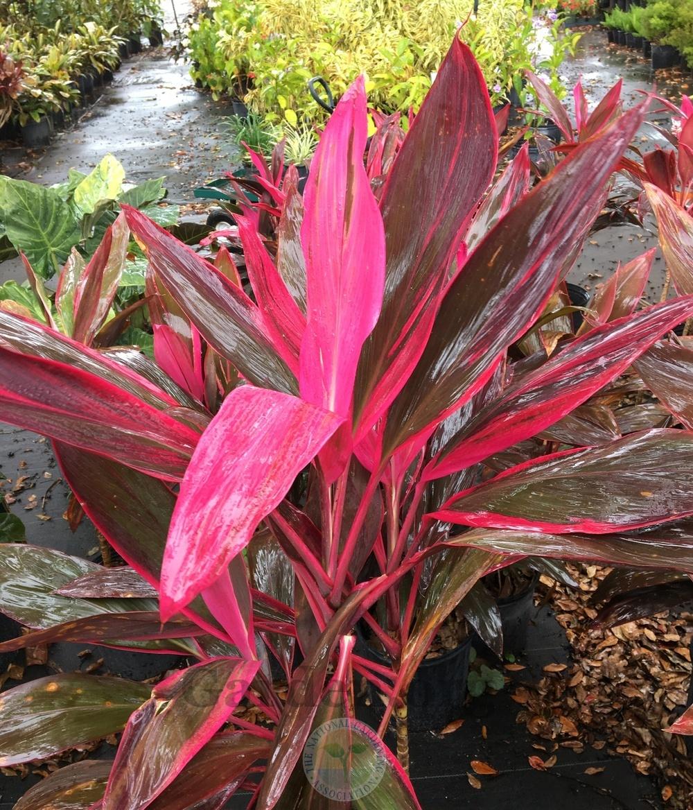 Photo of Ti Plant (Cordyline fruticosa 'Red Sister') uploaded by BlueOddish