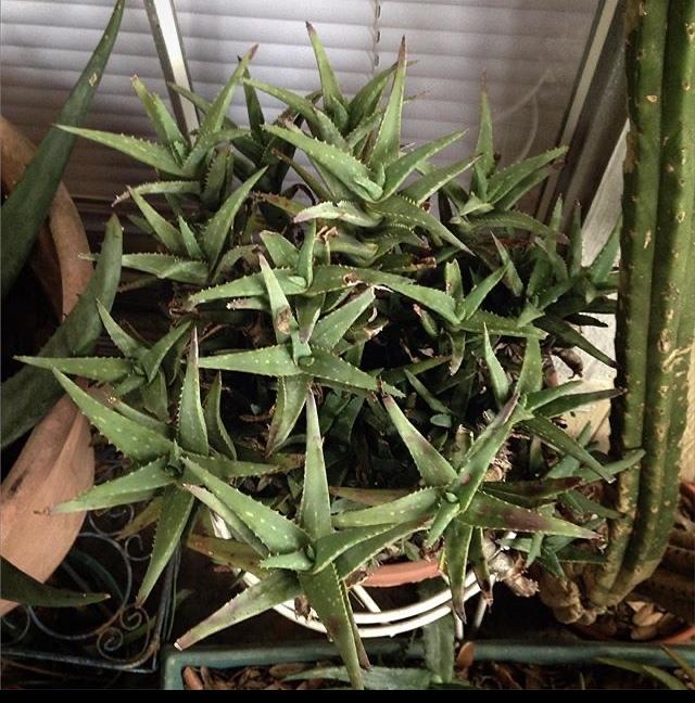 Photo of Aloe 'California' uploaded by Djinnrickey