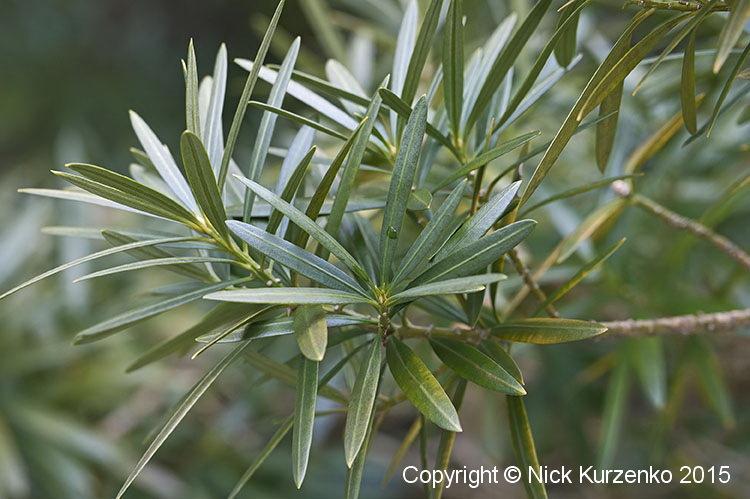 Photo of Buddhist Pine (Podocarpus macrophyllus) uploaded by Nick_Kurzenko