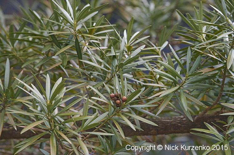 Photo of Buddhist Pine (Podocarpus macrophyllus) uploaded by Nick_Kurzenko