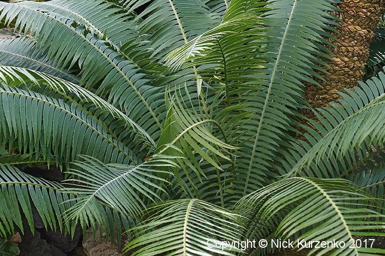 Photo of Giant Dioon (Dioon spinulosum) uploaded by Nick_Kurzenko