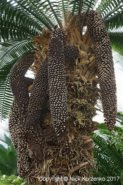 Photo of Giant Dioon (Dioon spinulosum) uploaded by Nick_Kurzenko