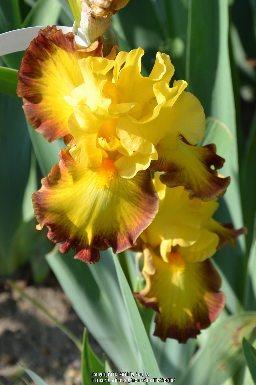 Photo of Tall Bearded Iris (Iris 'Core Values') uploaded by Serjio