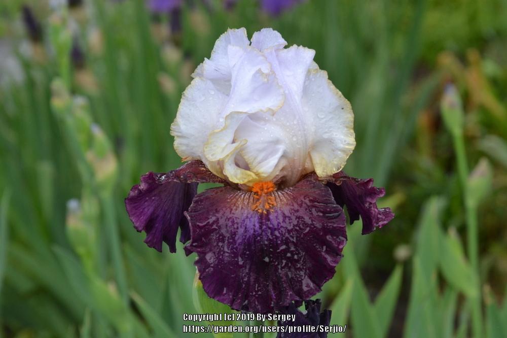 Photo of Tall Bearded Iris (Iris 'Connection') uploaded by Serjio