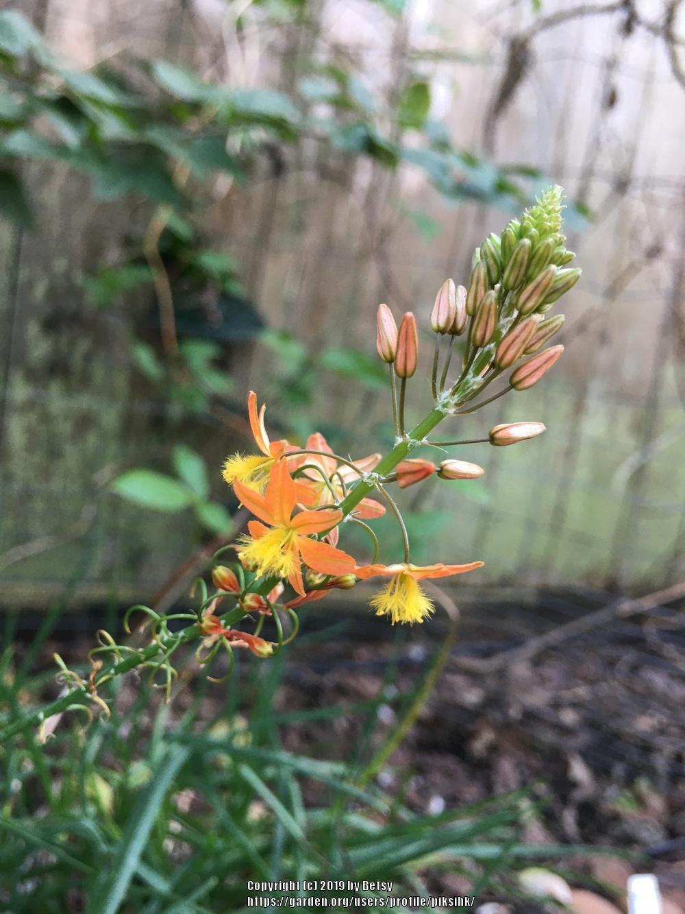 Photo of Compass Plant (Bulbine) uploaded by piksihk