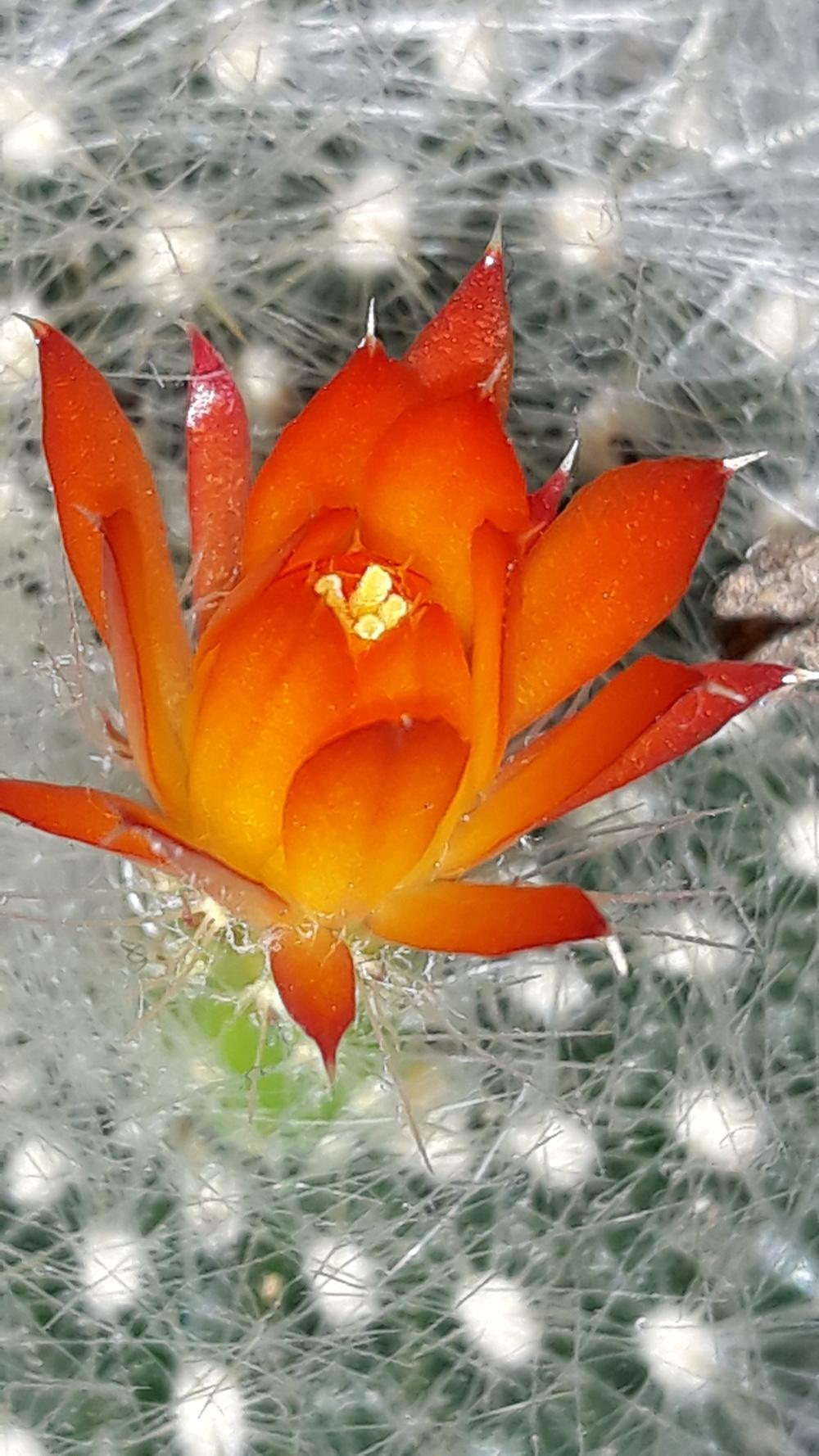 Photo of Scarlet Ball Cactus (Parodia haselbergii) uploaded by skopjecollection