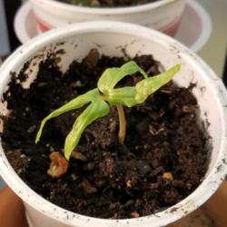 Location: Wilmington, Delaware USA
Date: 2020-01-01
Newly opened cotyledons