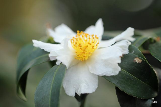 Photo of Camellia (Camellia sasanqua) uploaded by RuuddeBlock