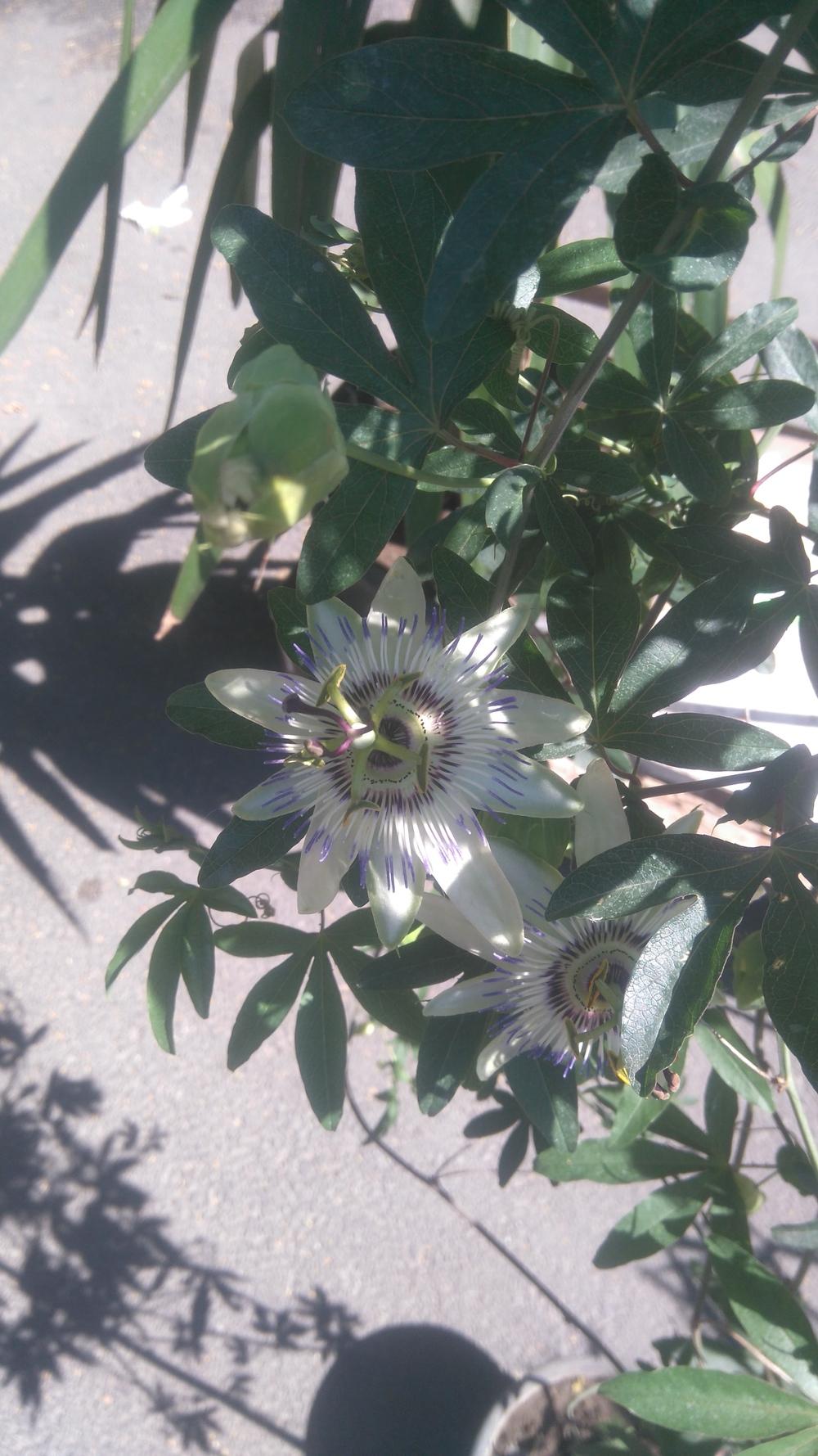 Photo of Passion Flower (Passiflora) uploaded by skopjecollection