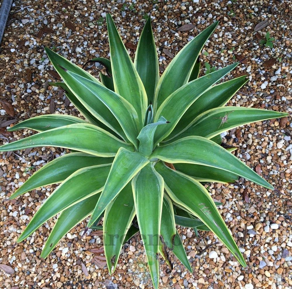 Photo of Smooth Agave (Agave de-meesteriana 'Variegata') uploaded by BlueOddish
