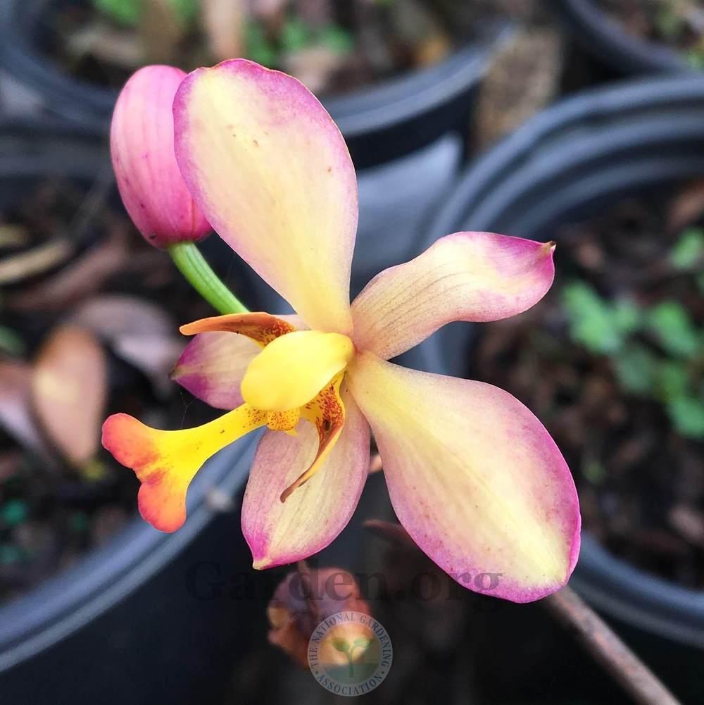Photo of Ground Orchids (Spathoglottis) uploaded by BlueOddish