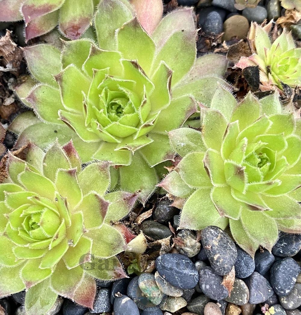 Photo of Hen and Chicks (Sempervivum 'Sizzling Sue') uploaded by springcolor