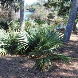 Location: Wilmington, North Carolina
Date: 2017-02-16
group at Airlie Gardens