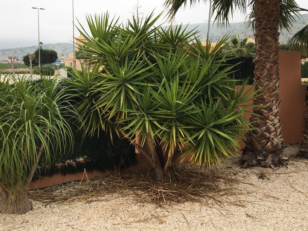 Photo of Spanish Bayonet (Yucca aloifolia) uploaded by Sweep