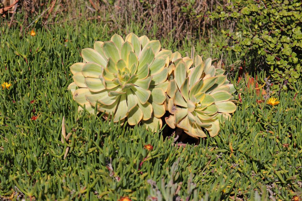Photo of Aeonium (Aeonium davidbramwellii 'Sunburst') uploaded by Baja_Costero