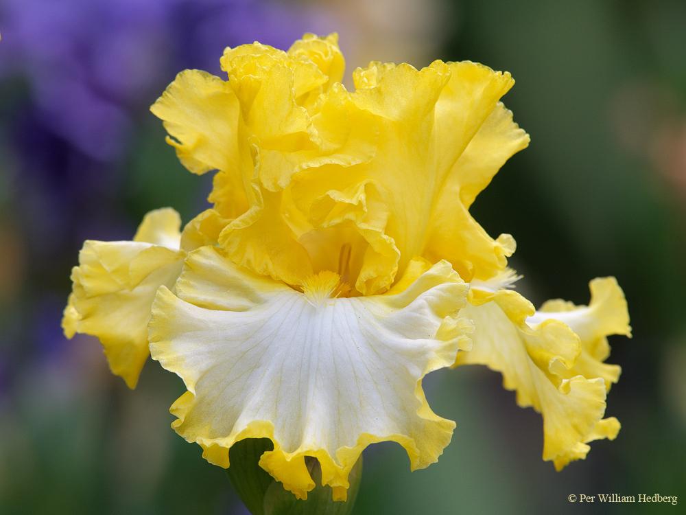 Photo of Tall Bearded Iris (Iris 'Beauty Becomes Her') uploaded by William