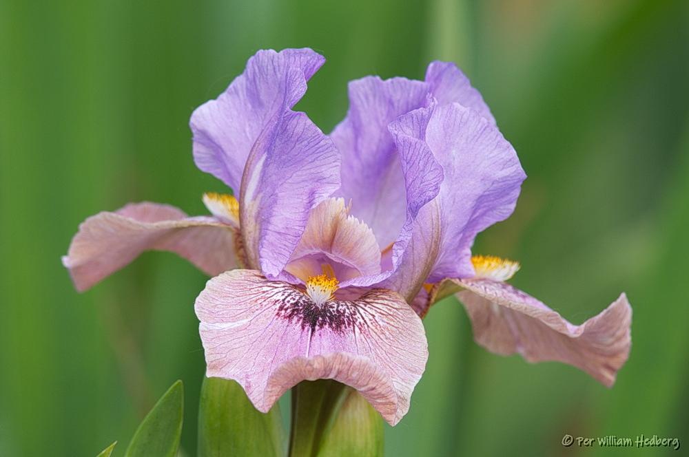 Photo of Arilbred Iris (Iris 'Colombina') uploaded by William