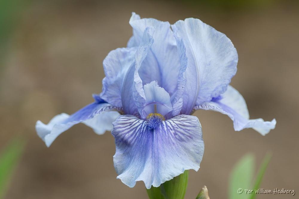 Photo of Intermediate Bearded Iris (Iris 'Je m'Appelle Reviens') uploaded by William
