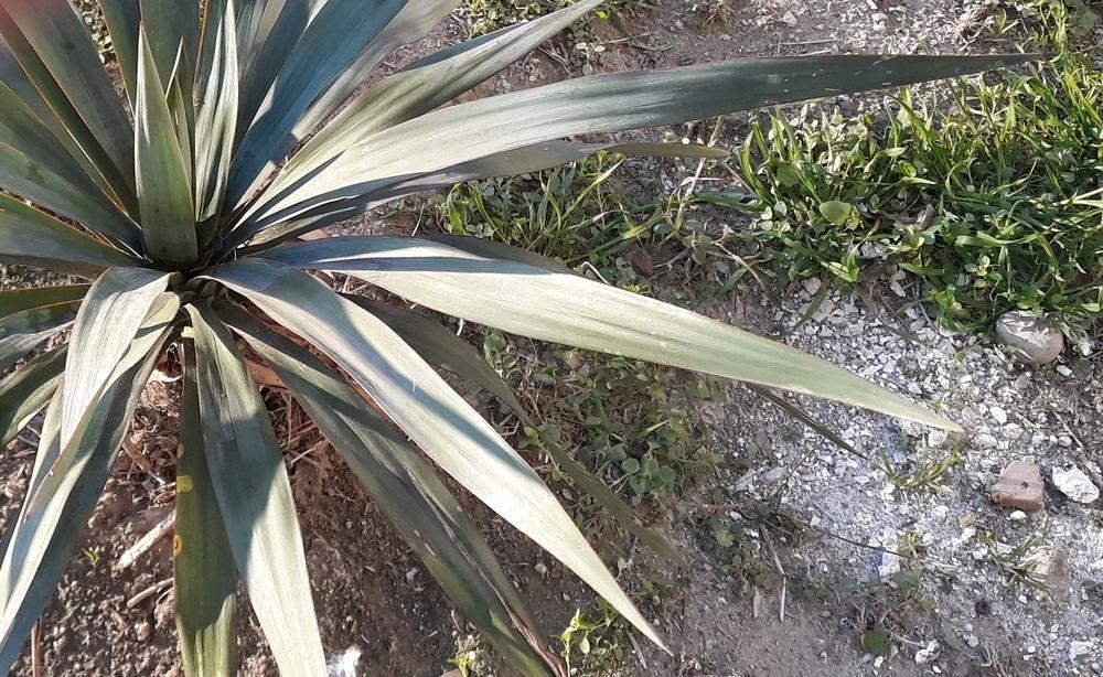 Photo of Spanish Dagger (Yucca gloriosa) uploaded by skopjecollection