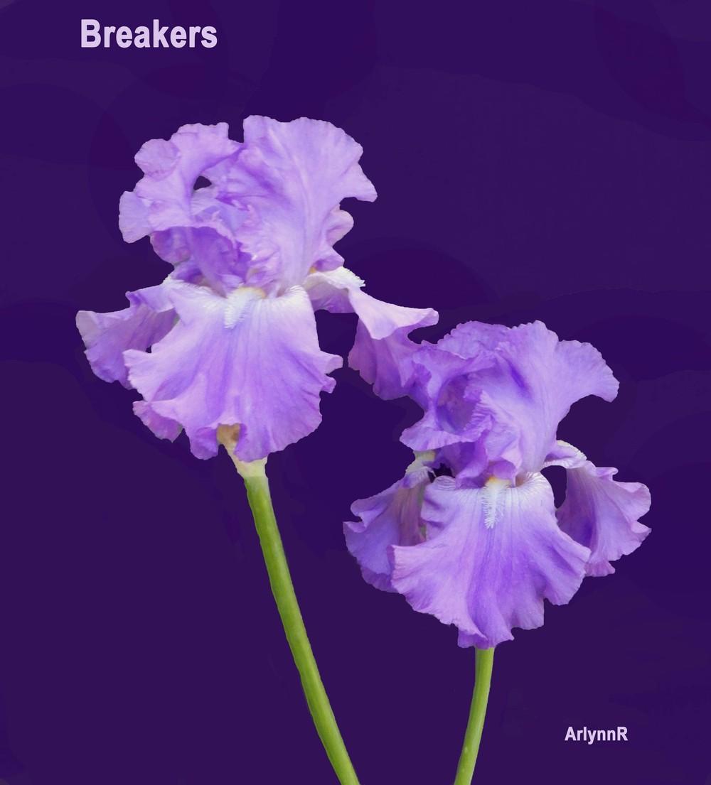 Photo of Tall Bearded Iris (Iris 'Breakers') uploaded by ArlynnR