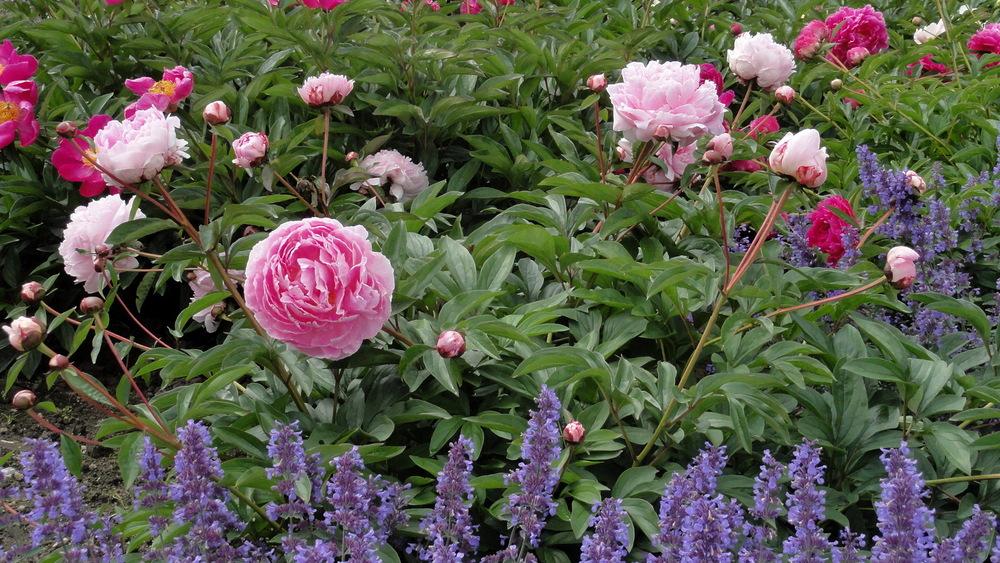 Photo of Peony (Paeonia lactiflora 'Walter Faxon') uploaded by Orsola