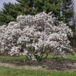 Location: Hidden Lake Gardens, Tipton, Michigan
Date: 2019-04-27
Magnolia stellata 'Waterlily'  Planted 1973 The faint pink cast t