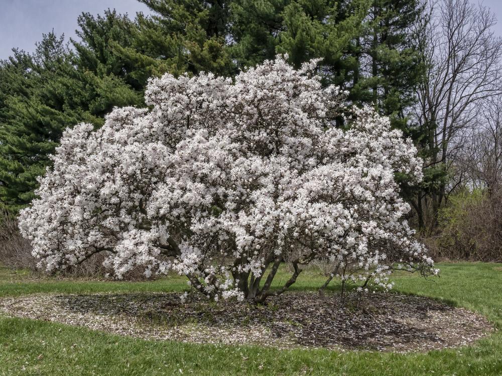 Photo of Star Magnolia (Magnolia stellata 'Waterlily') uploaded by arctangent