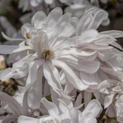 Location: Hidden Lake Gardens, Tipton, Michigan
Date: 2019-04-27
Magnolia stellata 'Waterlily'  Planted 1973  The blooms of this c