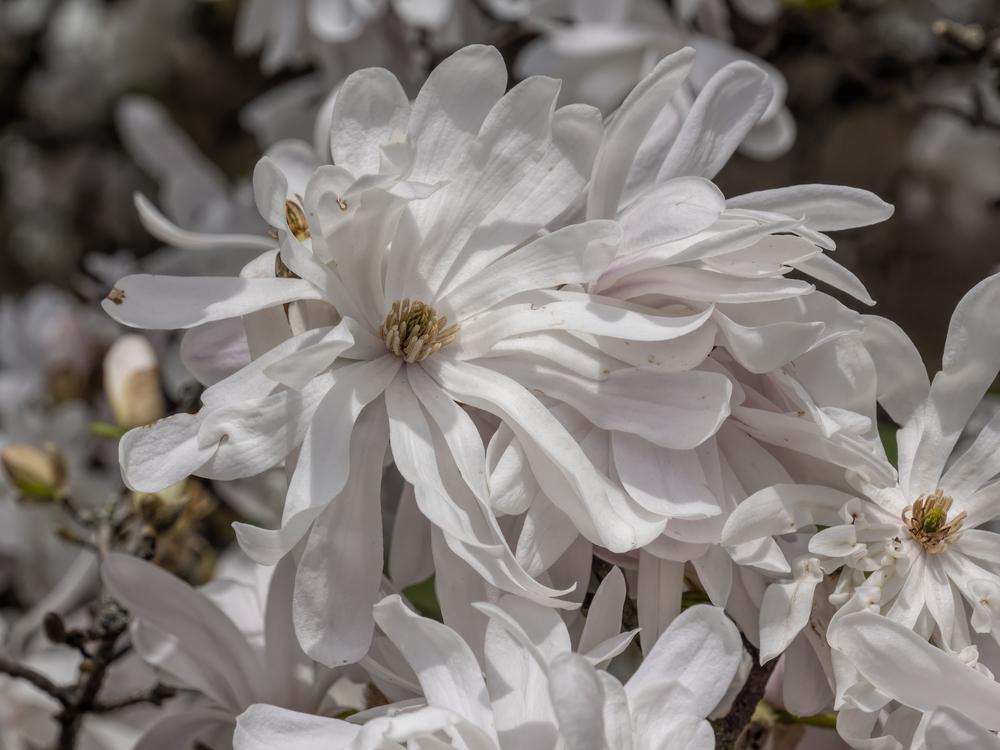 Photo of Star Magnolia (Magnolia stellata 'Waterlily') uploaded by arctangent