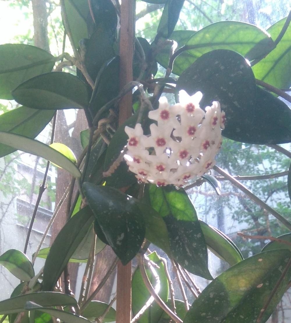 Photo of Wax Plant (Hoya carnosa) uploaded by skopjecollection