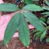 Palmist ANthurium, natural range Nicaragua to Peru. Occurs in tro